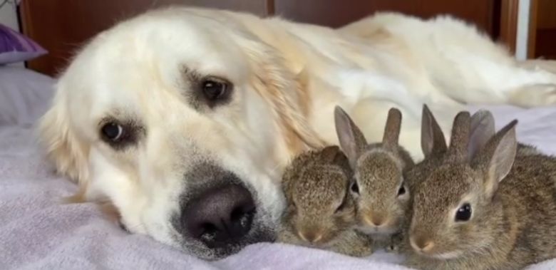 Illustration de l'article : Un Golden Retriever adopte les petits d’une lapine sauvée par son propriétaire (vidéo)